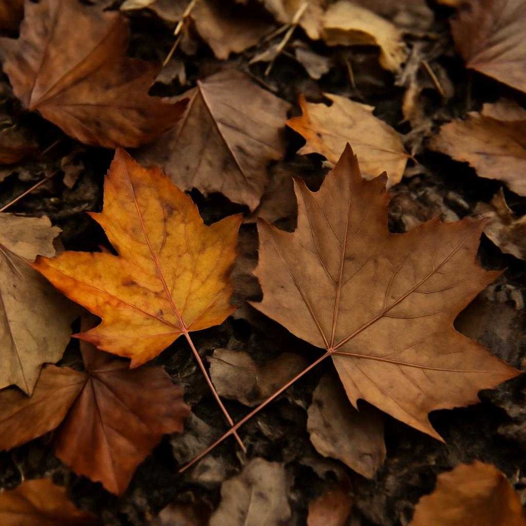 опавшие листья